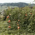 Luxury Rustic With Pool&sauna Apartment *